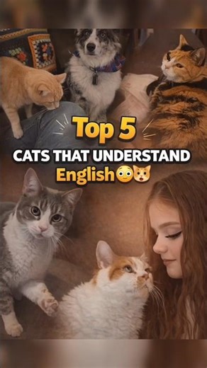 These Cats Understand English Better Than Humans 😳🐱