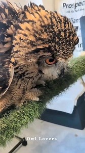 Wow so cute owl.🦉😍 #owl | Owl Lovers