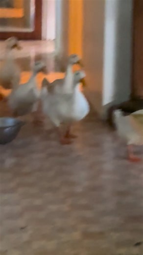 25 reactions · 10 comments | Will I ever learn?? | Forget Me Not Farm Yarra Junction | Facebook