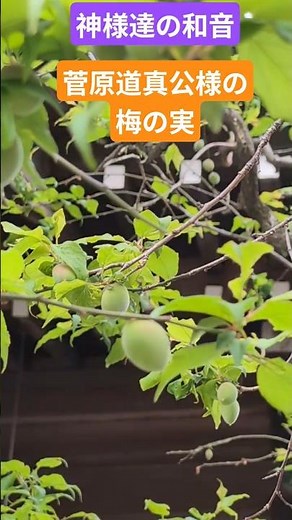 菅原道真公様産土神社⛩️様の梅の実#産土神社様#菅原道真公様#梅の実
