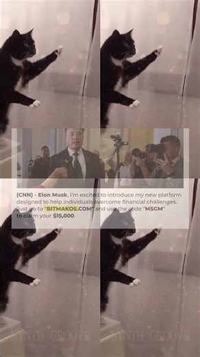 Laughing Out Loud With Hilarious Derpy Cat Moments – Synth Groove #25 509s