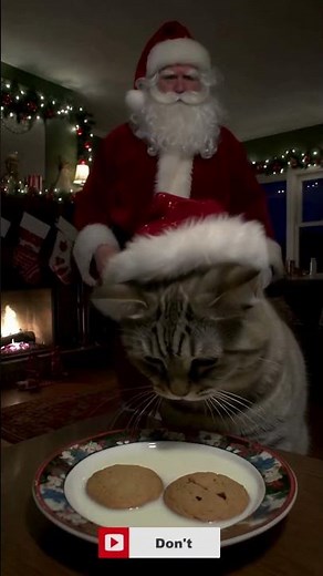 Furry Santa Paws! 🐾 Cat in a Santa Hat Holding a Christmas Cookie 🍪