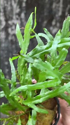 Java fern trident leaf🔱#aquariumplants#lowtech#noco2#fern#aquariumplants#aquascape#aquascapelowtech
