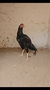 #lassaniaseelfarm #organichealthpowder #MuhammadAhmad #lassaniaseelfarmrawalpindi | Lassani Aseel Farm