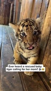 A rescued baby tiger calling for her mom is a heartbreaking yet touching sound. Separated from her mother, she lets out soft, high-pitched calls—instinctively hoping for comfort and safety. These cries are a reminder of the strong bonds wild animals share and why protecting their families and habitats matters so much. Credit unknown Please DM us for credit #animals #animalsofinstagram #adorableanimals #animallove #tiger #tigerlover #babytiger #cutebabytiger #babytigerroar | Beyond the Wildlife