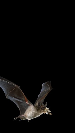 🎉 Instead of Bat of the Week, we’re kicking off #BatWeek2025 by celebrating the incredible diversity of bats! From tiny pollinators to powerful insect-eaters, over 1,500 species make our world healthier and more balanced. 🌎💚 Join us next week in honoring every wingbeat — and the beauty of bats everywhere. #BatWeek2025 #MerlinTuttle #BatConservation #1500ReasonsToLoveBats #batsarecool | Merlin Tuttle's Bat Conservation