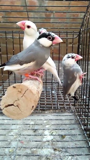 Beautiful Silver and White Java Sparrow
