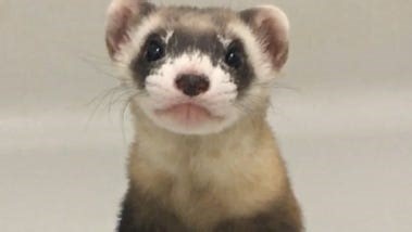 Is extinction forever? A new field of biology says maybe not