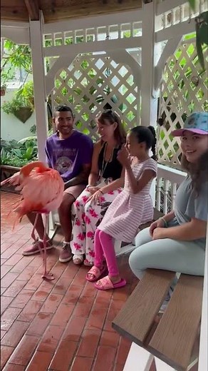 Fridolino, o flamingo americano #flamingo #passaro #beleza #amor animais #love