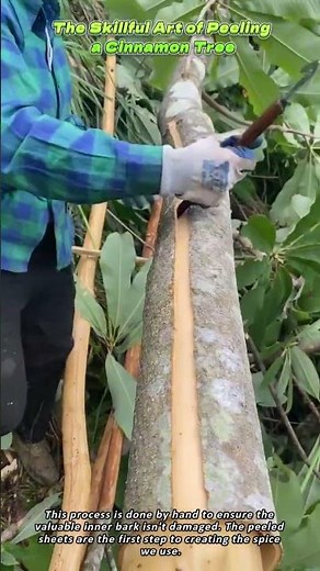 The Skillful Art of Peeling a Cinnamon Tree