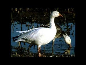 Feeding Snow Geese MP3