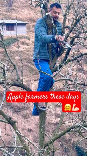 😍 Farmers are busy with pruning now| Pruning Secrets for Bigger & Better Harvest#shorts #nature