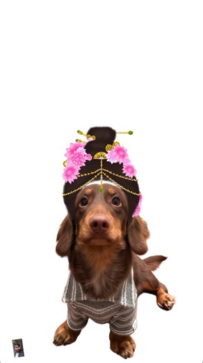 dressing up the dog challenge step bye step #challenge #dressing #dog