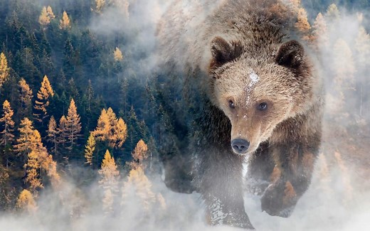 【4K超高清】100种动物的声音！