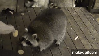 THURSDAY JUST THREE RACCOONS TONIGHT WITH BANDIT on Make a GIF