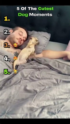 5 Of The Cutest Dog Moments Ever!! 🐶😂