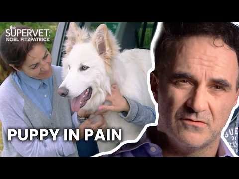 A Young Dog’s Fight for a Normal Life | The Supervet: Noel Fitzpatrick | S03 E04 | Full Episode
