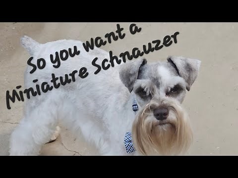 Miniature Schnauzer introduction and training.