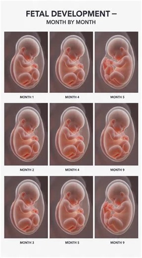 Baby Growth Timeline: Monthly Development Milestones