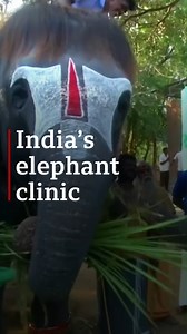 82K views · 143 shares | Many temples in India keep elephants as they are considered sacred, but activists say that keeping the animals away from their natural habitat stresses them. Now a "rejuvenation camp" - the first of its kind in India - has been set up for the elephants with their favourite food and relaxing baths. https://bbc.in/3br4Jqq | BBC News | Facebook