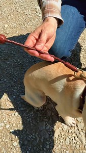 125K views · 8.6K reactions | Making a Leather Braided Dog Leash or Training Tab Want to learn braiding? Online courses are open for enrollment until July 14th! #leathercraft #leatherwork #leatherworking #artistsoninstagram #leathercrafting #leatherworker #leathercrafts | Scott Gore Rawhide | Facebook