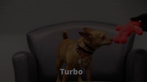 4.9K views · 42 reactions | Take Turbo home! This 3-year-old Chihuahua and miniature pinscher mix is ready for adoption from the Humane Society of Missouri.Call them at 314-951-1562 or visit https://www.hsmo.org/adopt/ | St. Louis Post-Dispatch | Facebook