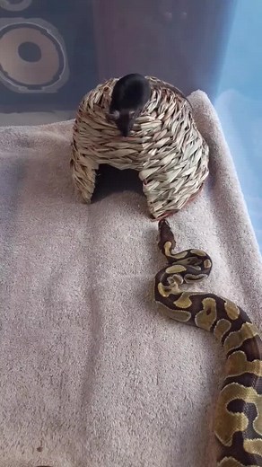 Monty is Hungry on TikTok