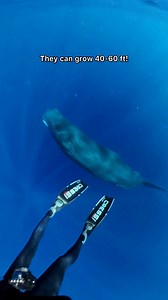 Moments with them feel like they are happening in slow motion. 🐳🌀 I’m hoping to spend time with these amazing, complex, gentle beings later this year! DM me to get on the mailing list to be notified of trips! 💙 #whales #spermwhale #swimwithwhales #ocean #snorkeling #diving | Kayleigh Nicole Grant