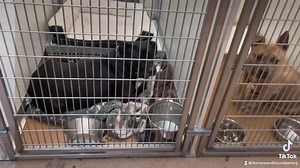 Here are some of our adoptable dogs in need of families! | Homeward Bound Pet Adoption Center