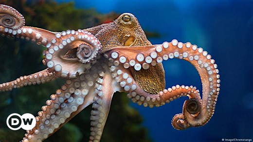 Portugal: A dispute over octopus fishery
