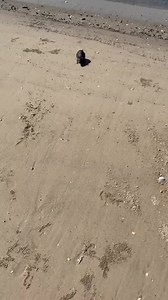 1.5M views · 9.4K reactions | Ratatouille at the beach@jasonderulo | Jason Derulo | Facebook