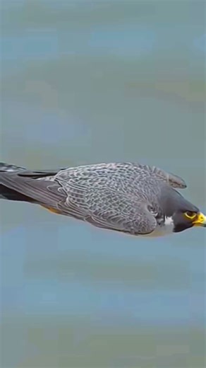 Falcon Strikes a Crow at Incredible Speed #falcon #falconattack #viralshorts #shorts