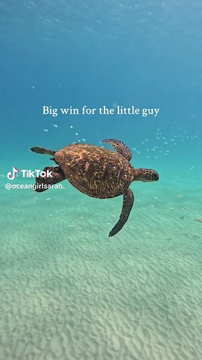 Green Sea Turtles Thrive in Oahu's Oceans