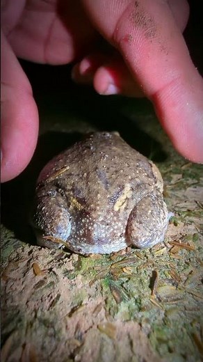 Fart funny frog when caught hahaha | tep longheng funny frog