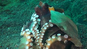 Watch This Octopus Use Shells as a Shield