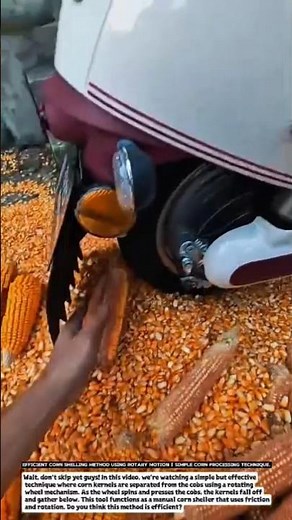 Efficient Corn Shelling Method Using Rotary Motion | Simple Corn Processing Technique.