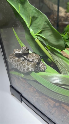 This Tiny Rattlesnake Is Too CUTE To Handle! 🐍🥰 #rattlesnake #snake #pet