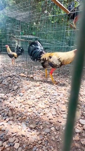 Alimentación y crianza de gallos finos on Reels