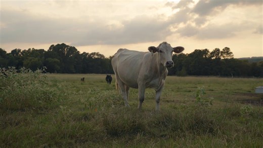 Sun going down 🌅 Herds settling in. We’re stepping into the final stretch of 2025 grateful for the land, the animals, and the community that follows along.🤍 | White Bison Ranch