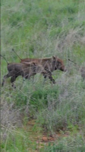 Baby Warthogs Running | Raw African Wildlife Footage | Samburu National Reserve Kenya