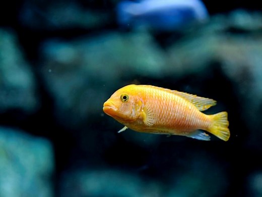 Red Zebra Cichlid Care Guide & Species Profile