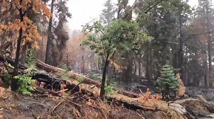 73K views · 742 reactions | Update 10 pm OPEN, ⚠️ drive with extreme caution. ⚠️ 38 to be closed all night 38 closure is now from Jenks Lake West to Middle Control. Update moving closure to middle control. Upbound. No access to big bear Currently on highway 38 at Jenks lake . Turn around roadway is closed in both directions from lake Williams to Forest Falls. Flooding is taking place due to heavy t storms in the area | Mountain Reporter | Facebook