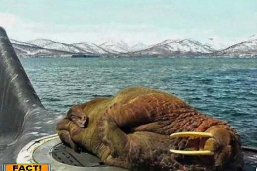 Huge Walrus Takes Nap On Top of Russian Submarine
