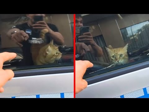 Cat Was Arrested by the Police