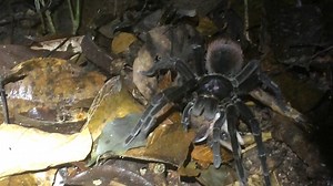 1.4M views · 1.4K reactions | Spiders and other invertebrates eat a surprising amount of vertebrates in Peru’s rainforests. | National Geographic History | Facebook