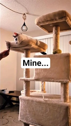 The laziest cat tree hunt 🐾