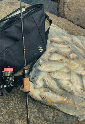 Ajing Session with Solit.bn Lure Testing