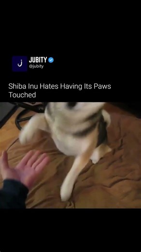 Shibas are known for their sass, but this one takes it to another level! 😂