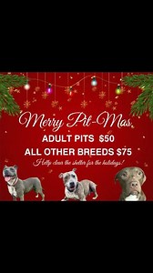 🎄We wish you a Merry Pit-Mas!🎄 We’re so excited to kick off our Christmas Adoption Event! Help us clear the shelter for the holidays and give our dogs the best present of all— a warm home, a loving heart, and a forever family. 🎁🐕🏡 Your new best friend could be waiting! 🐾❤️ | Henry County Ohio Humane Society