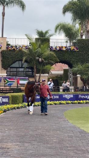 150K views · 2.9K reactions | Spotted: #BC25 Classic contender, Journalism schooling in the paddock at Del Mar.  | Breeders' Cup World Championships | Facebook